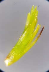 Campylopus flexuosus