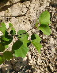 Styrax platanifolius stellatus