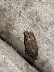 Platyedra subcinerea