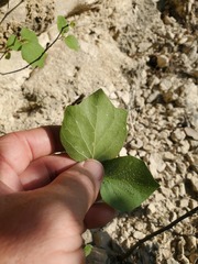 Styrax platanifolius stellatus