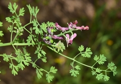 Fumaria densiflora