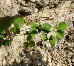 Styrax platanifolius stellatus