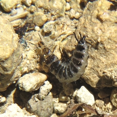 Licinus