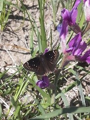 Pholisora