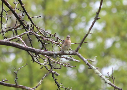 Eastern Bluebird photographed in New Hampshire