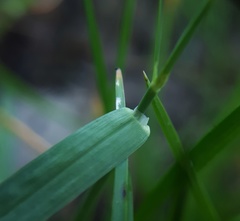 Poa humilis