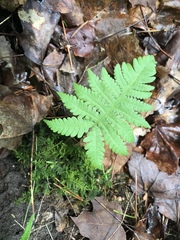 Phegopteris connectilis
