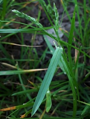 Poa humilis