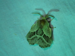 Malacosoma californica