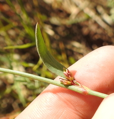 Polygonum marinense