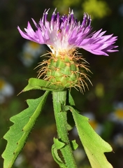 Centaurea malacitana