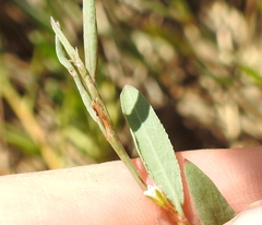 Polygonum marinense