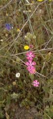 Silene scabriflora