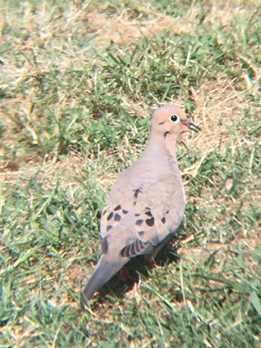 Mourning Dove photographed in South Carolina