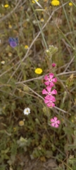 Silene scabriflora