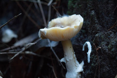 Amanita toxica