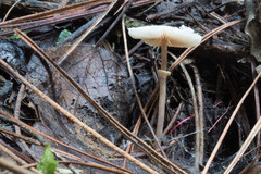 Amanita toxica