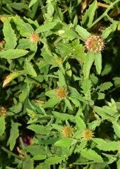 Centaurea malacitana