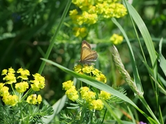 Isturgia limbaria