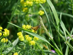 Isturgia limbaria