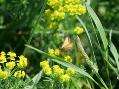 Isturgia limbaria