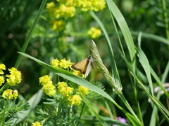 Isturgia limbaria