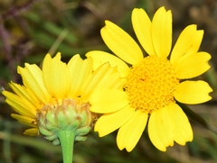 Glossopappus macrotus