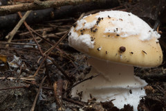 Amanita toxica
