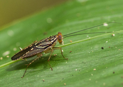 Euphyllodromia amazonensis