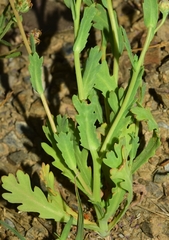 Glossopappus macrotus