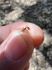 Myrmica striolagaster