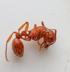 Myrmica striolagaster