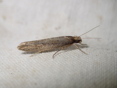 Ypsolopha