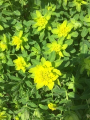 Euphorbia epithymoides
