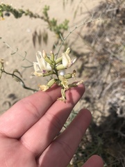Astragalus sclerocarpus