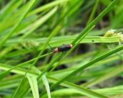 Silis ruficollis