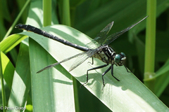 Stenogomphurus rogersi