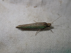 Ypsolopha