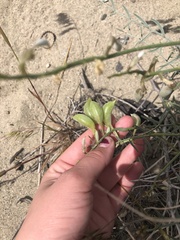 Astragalus sclerocarpus