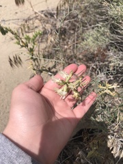 Astragalus sclerocarpus