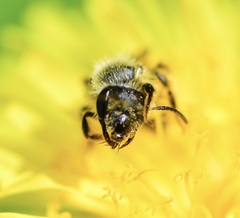 Andrena rufosignata