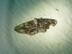 Stenoporpia