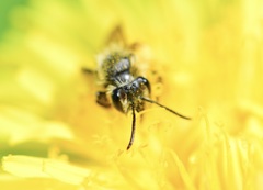 Andrena rufosignata