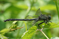 Stenogomphurus rogersi