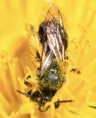 Andrena rufosignata