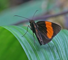 Ancistroides armatus