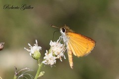 Ancyloxypha nitedula