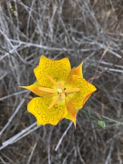 Calochortus weedii weedii