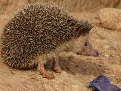 Atelerix albiventris
