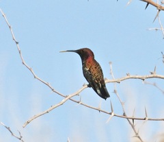 Anthracothorax mango